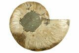 Cut & Polished Ammonite Fossil (Half) - Crystal Pockets #310681-1